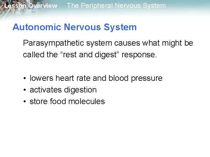 Lesson Overview The Peripheral Nervous System Autonomic Nervous System Parasympathetic system causes what might