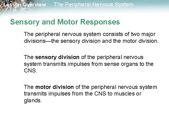 Lesson Overview The Peripheral Nervous System Sensory and Motor Responses The peripheral nervous system