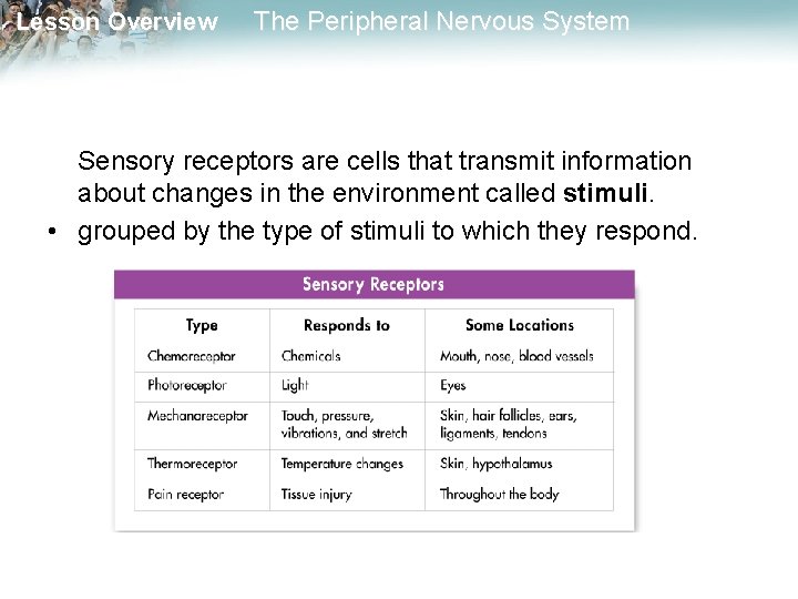 Lesson Overview The Peripheral Nervous System Sensory receptors are cells that transmit information about