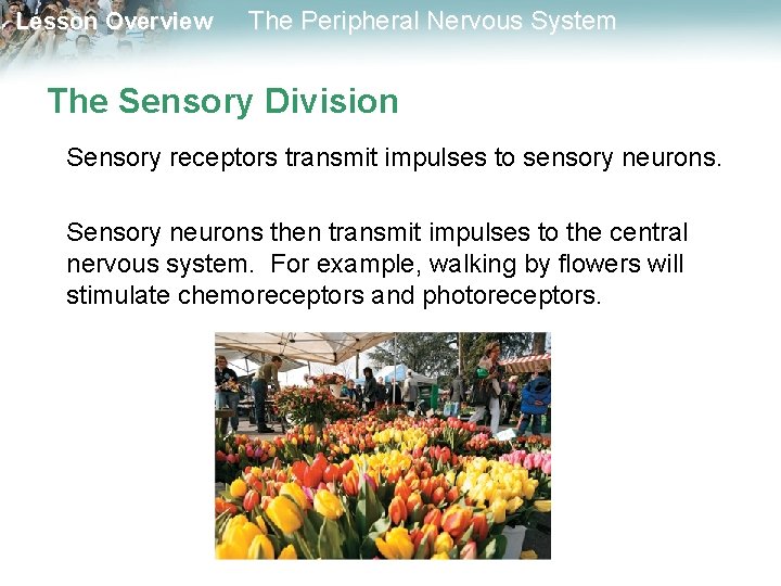 Lesson Overview The Peripheral Nervous System The Sensory Division Sensory receptors transmit impulses to