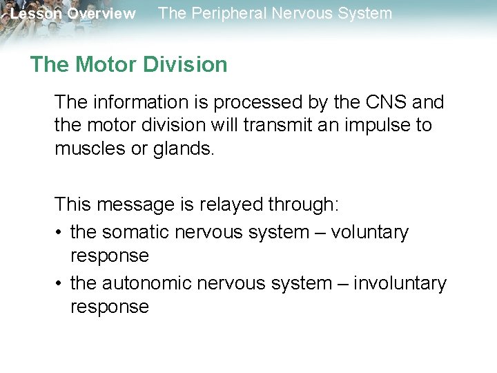 Lesson Overview The Peripheral Nervous System The Motor Division The information is processed by