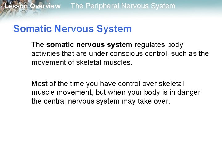 Lesson Overview The Peripheral Nervous System Somatic Nervous System The somatic nervous system regulates