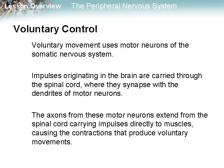 Lesson Overview The Peripheral Nervous System Voluntary Control Voluntary movement uses motor neurons of