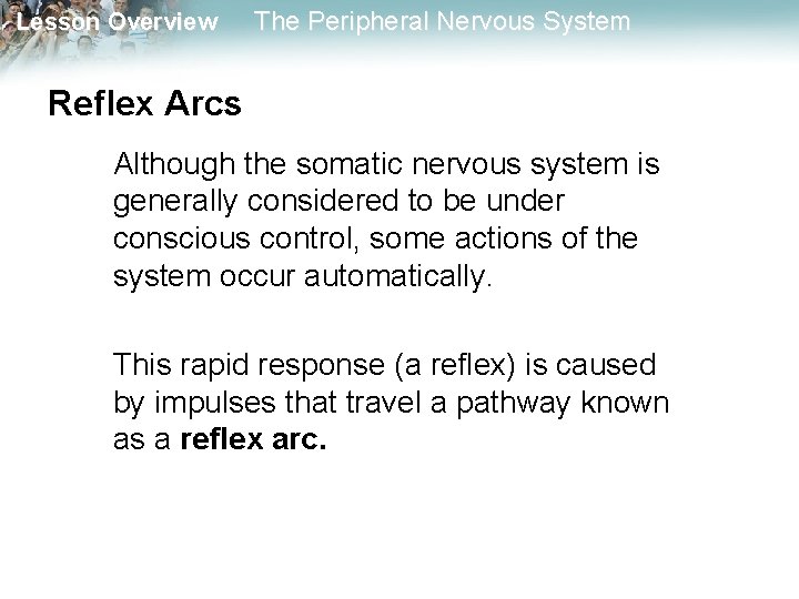 Lesson Overview The Peripheral Nervous System Reflex Arcs Although the somatic nervous system is