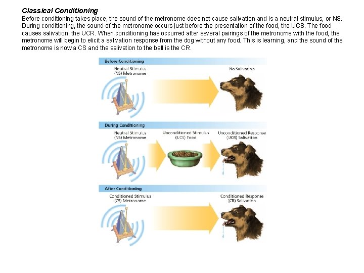 Classical Conditioning Before conditioning takes place, the sound of the metronome does not cause