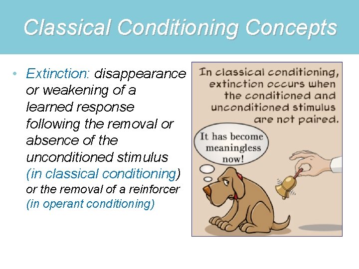 Classical Conditioning Concepts • Extinction: disappearance or weakening of a learned response following the