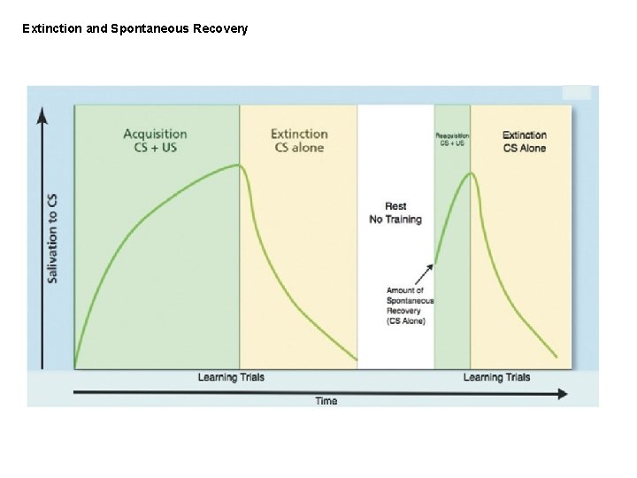 Extinction and Spontaneous Recovery 