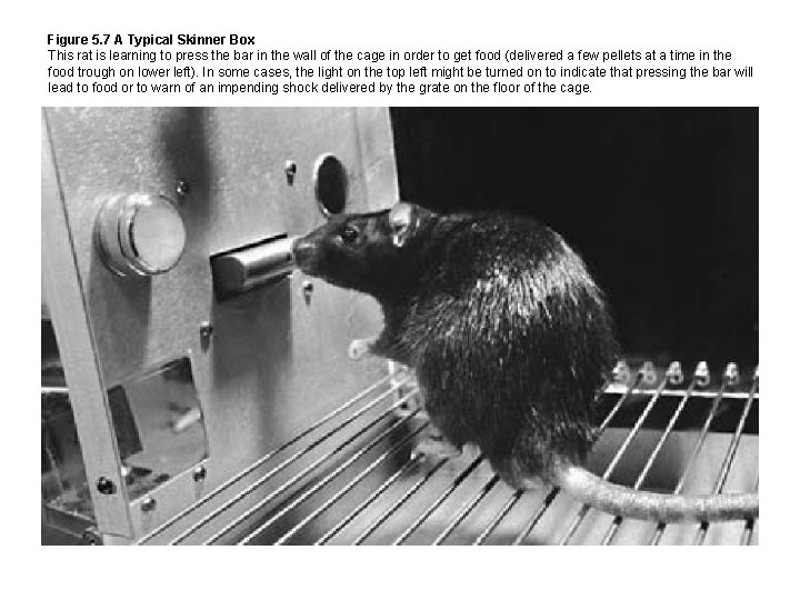 Figure 5. 7 A Typical Skinner Box This rat is learning to press the