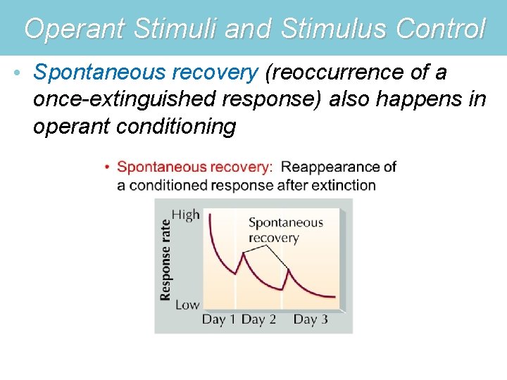 Operant Stimuli and Stimulus Control • Spontaneous recovery (reoccurrence of a once-extinguished response) also