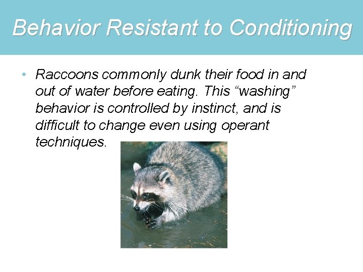 Behavior Resistant to Conditioning • Raccoons commonly dunk their food in and out of