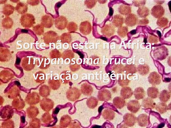 Sorte não estar na África: Trypanosoma brucei e variação antigênica 