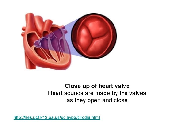 Close up of heart valve Heart sounds are made by the valves as they