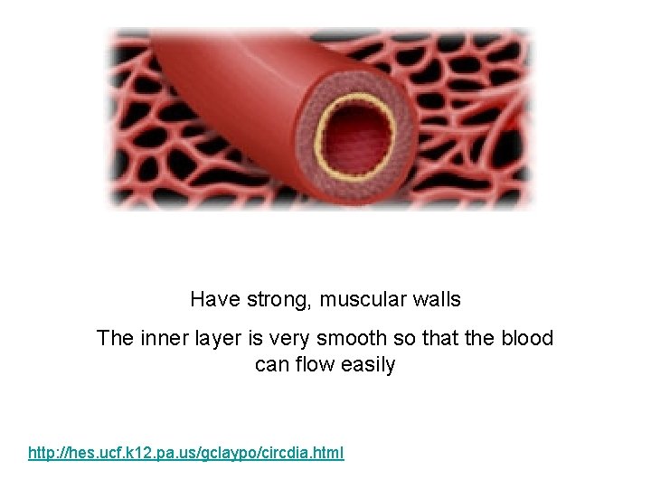 Have strong, muscular walls The inner layer is very smooth so that the blood