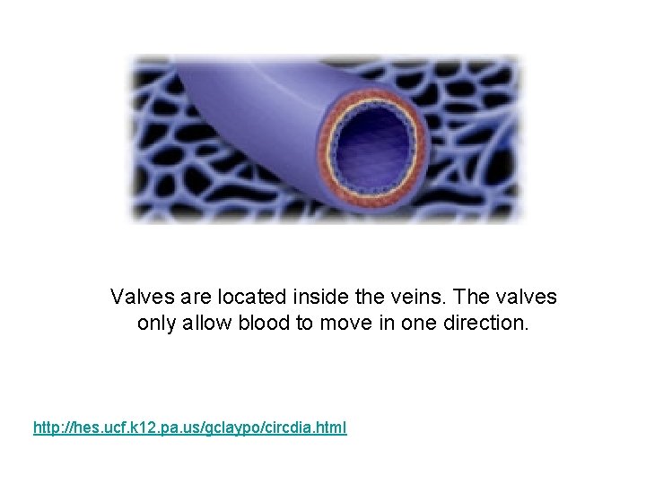 Valves are located inside the veins. The valves only allow blood to move in