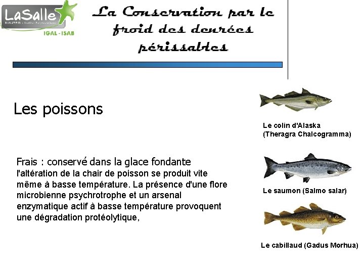 Les poissons Le colin d'Alaska (Theragra Chalcogramma) Frais : conservé dans la glace fondante