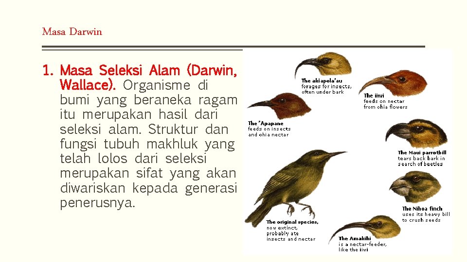 Masa Darwin 1. Masa Seleksi Alam (Darwin, Wallace). Organisme di bumi yang beraneka ragam