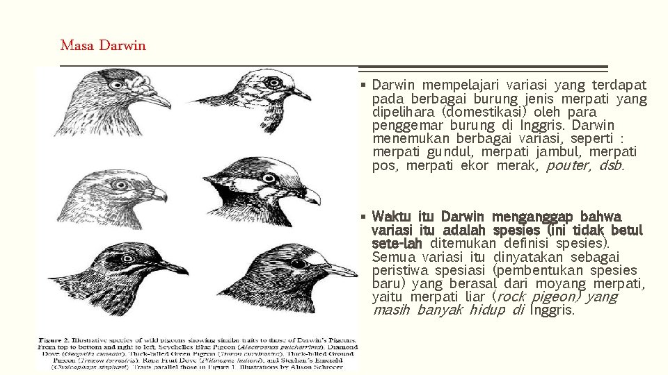 Masa Darwin § Darwin mempelajari variasi yang terdapat pada berbagai burung jenis merpati yang