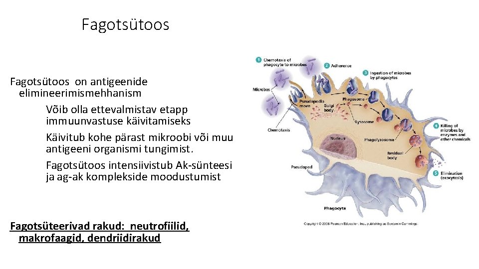 Fagotsütoos on antigeenide elimineerimismehhanism Võib olla ettevalmistav etapp immuunvastuse käivitamiseks Käivitub kohe pärast mikroobi