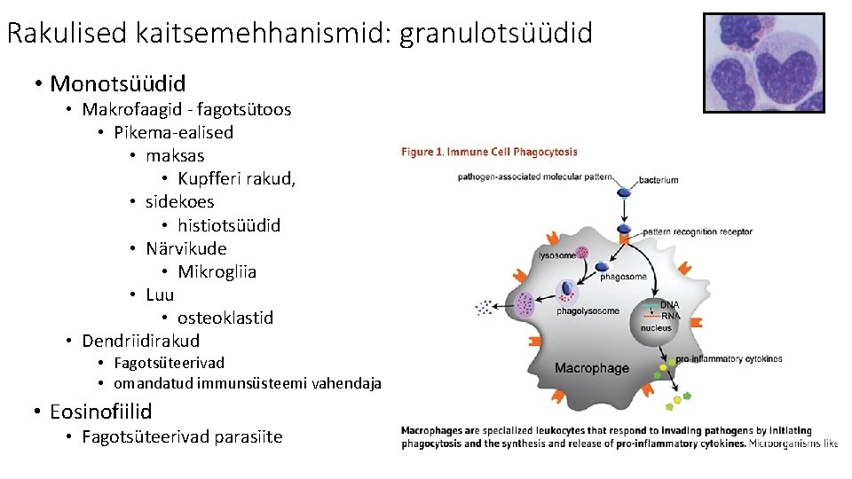 Rakulised kaitsemehhanismid: granulotsüüdid • Monotsüüdid • Makrofaagid - fagotsütoos • Pikema-ealised • maksas •