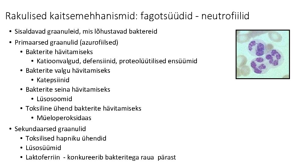 Rakulised kaitsemehhanismid: fagotsüüdid - neutrofiilid • Sisaldavad graanuleid, mis lõhustavad baktereid • Primaarsed graanulid