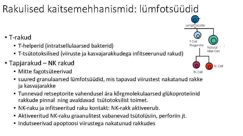 Rakulised kaitsemehhanismid: lümfotsüüdid • T-rakud • T-helperid (intratsellulaarsed bakterid) • T-tsütotoksilised (viiruste ja kasvajarakkudega