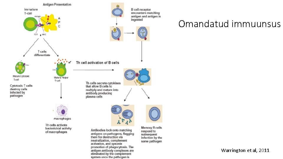 Omandatud immuunsus Warrington et al, 2011 