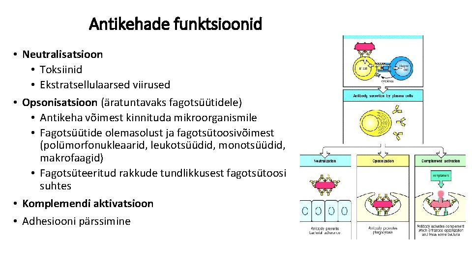 Antikehade funktsioonid • Neutralisatsioon • Toksiinid • Ekstratsellulaarsed viirused • Opsonisatsioon (äratuntavaks fagotsüütidele) •