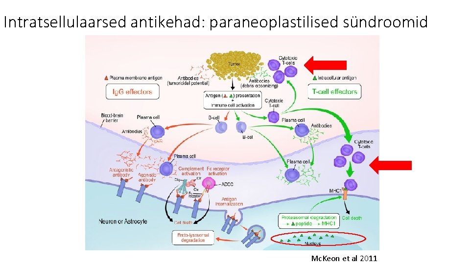 Intratsellulaarsed antikehad: paraneoplastilised sündroomid Mc. Keon et al 2011 