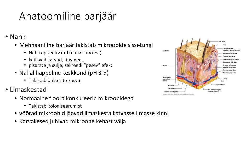 Anatoomiline barjäär • Nahk • Mehhaaniline barjäär takistab mikroobide sissetungi • Naha epiteelrakud (naha