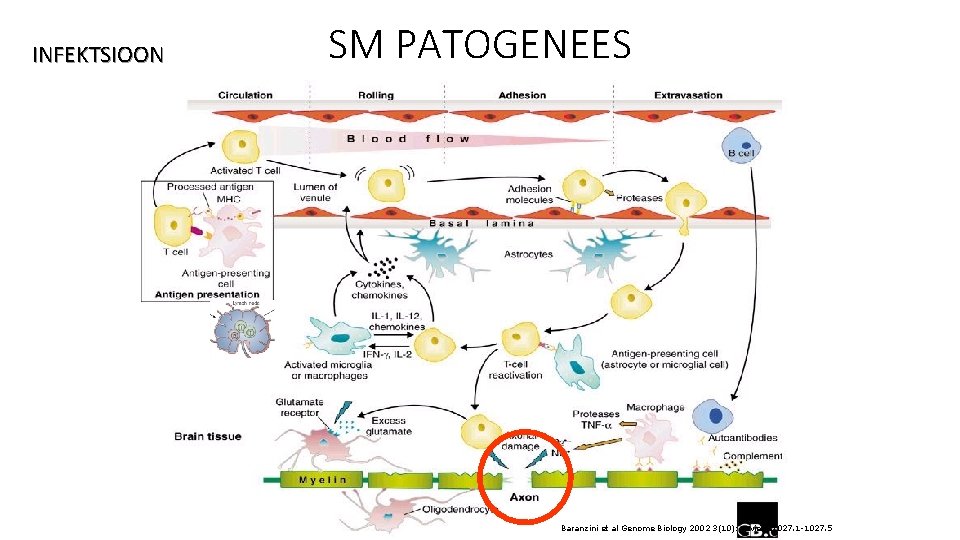 INFEKTSIOON SM PATOGENEES Baranzini et al Genome Biology 2002 3(10): reviews 1027. 1 -1027.