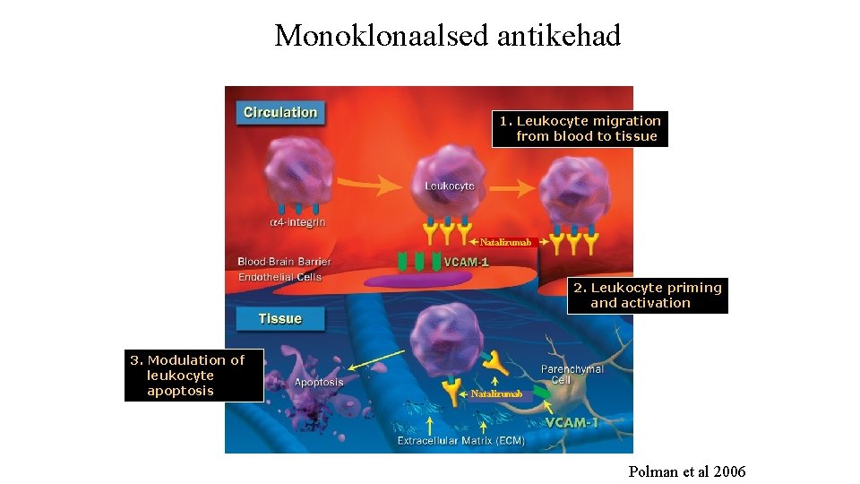 Monoklonaalsed antikehad 1. Leukocyte migration from blood to tissue Natalizumab 2. Leukocyte priming and