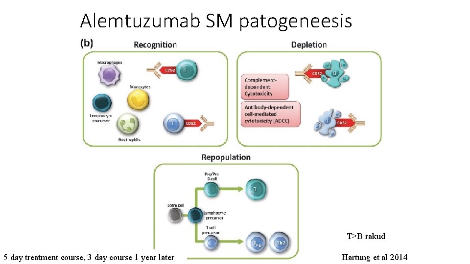 Alemtuzumab SM patogeneesis T>B rakud 5 day treatment course, 3 day course 1 year