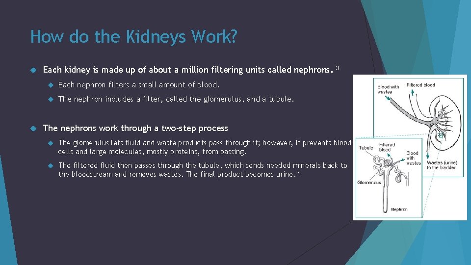 How do the Kidneys Work? Each kidney is made up of about a million