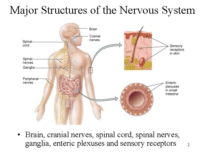 Major Structures of the Nervous System • Brain, cranial nerves, spinal cord, spinal nerves,