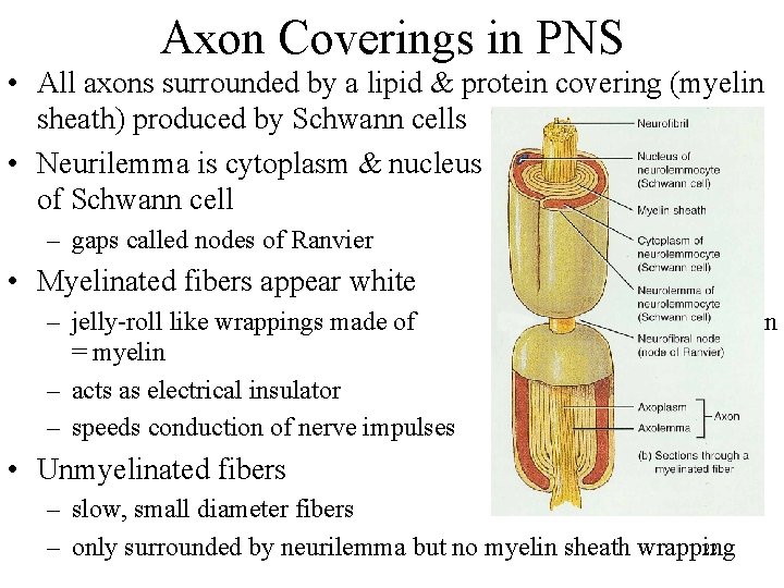 Axon Coverings in PNS • All axons surrounded by a lipid & protein covering