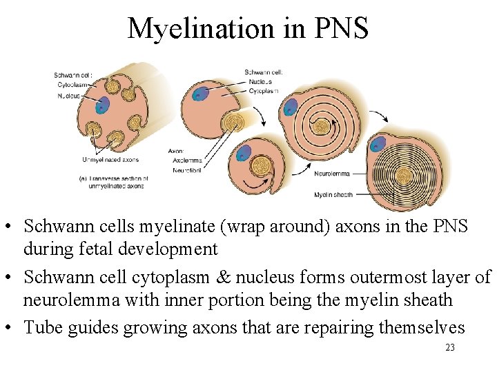 Myelination in PNS • Schwann cells myelinate (wrap around) axons in the PNS during