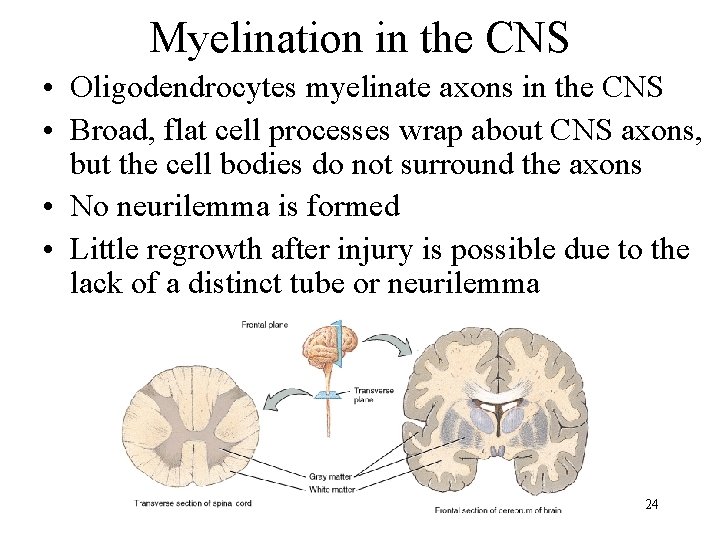 Myelination in the CNS • Oligodendrocytes myelinate axons in the CNS • Broad, flat