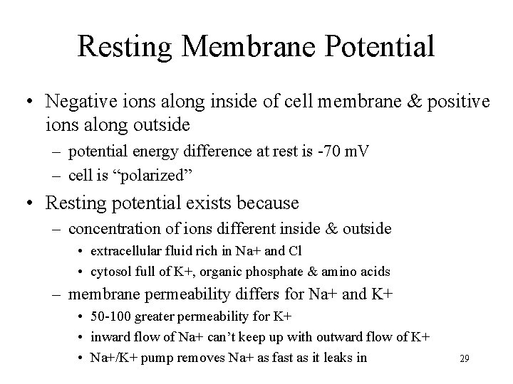 Resting Membrane Potential • Negative ions along inside of cell membrane & positive ions