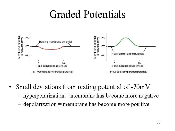 Graded Potentials • Small deviations from resting potential of -70 m. V – hyperpolarization