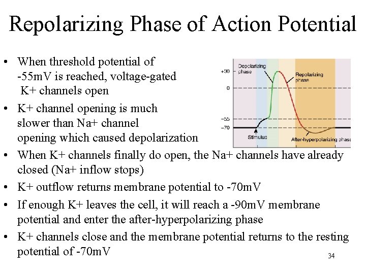 Repolarizing Phase of Action Potential • When threshold potential of -55 m. V is