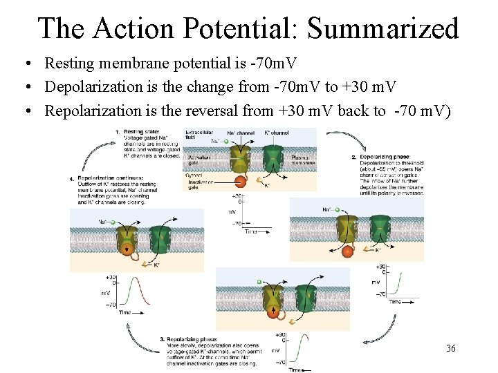 The Action Potential: Summarized • Resting membrane potential is -70 m. V • Depolarization