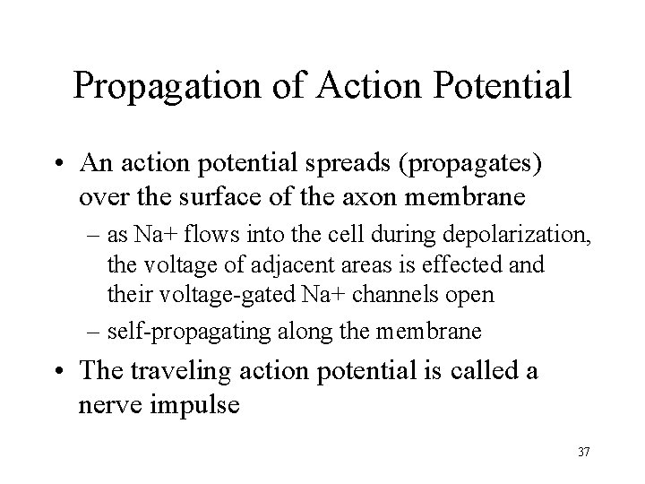 Propagation of Action Potential • An action potential spreads (propagates) over the surface of