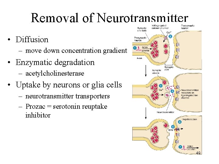 Removal of Neurotransmitter • Diffusion – move down concentration gradient • Enzymatic degradation –