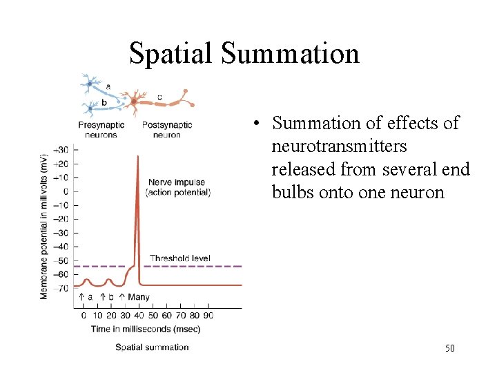 Spatial Summation • Summation of effects of neurotransmitters released from several end bulbs onto