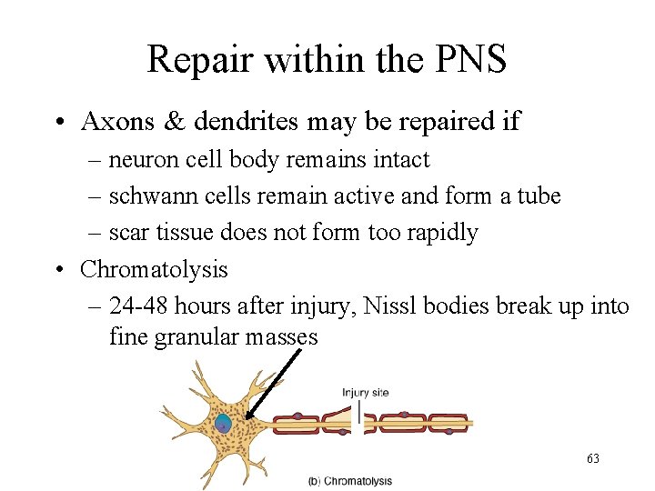 Repair within the PNS • Axons & dendrites may be repaired if – neuron