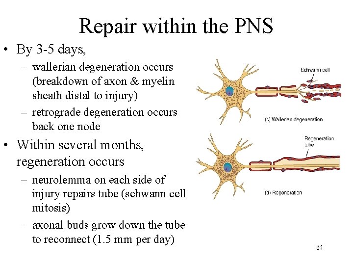 Repair within the PNS • By 3 -5 days, – wallerian degeneration occurs (breakdown