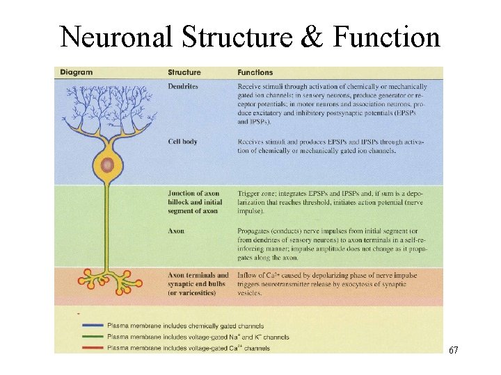 Neuronal Structure & Function 67 