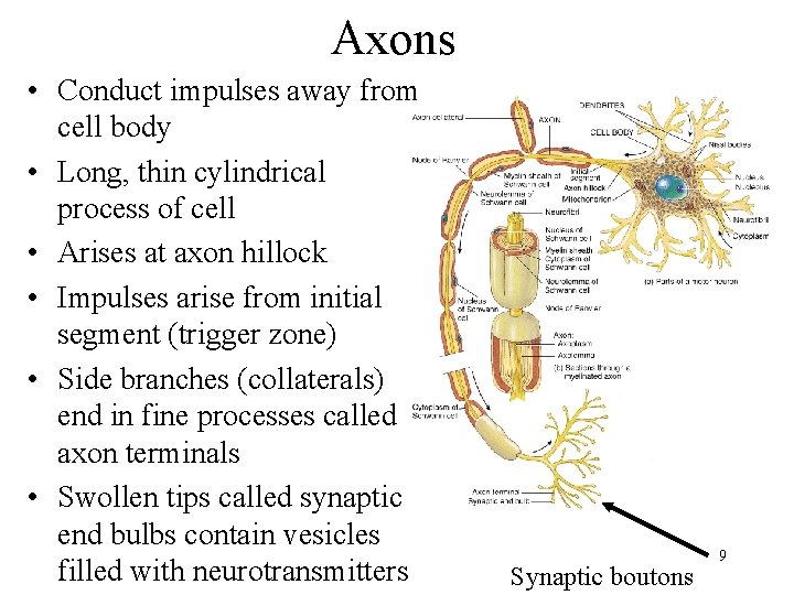 Axons • Conduct impulses away from cell body • Long, thin cylindrical process of