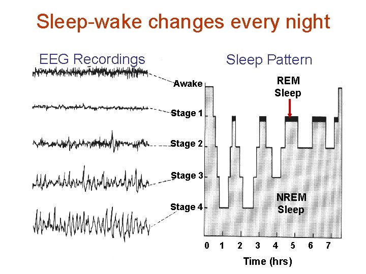 Sleep-wake changes every night EEG Recordings Sleep Pattern REM Sleep Awake Stage 1 Stage