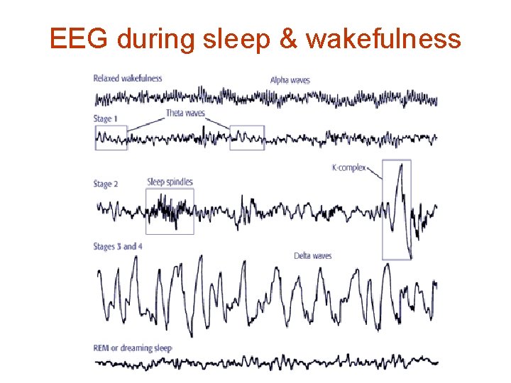 EEG during sleep & wakefulness 